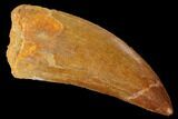 Serrated, Carcharodontosaurus Tooth - Real Dinosaur Tooth #169688-1